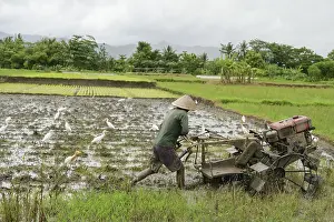 Traditional Farming Methods Prints: An unrecognizable farmer in Java