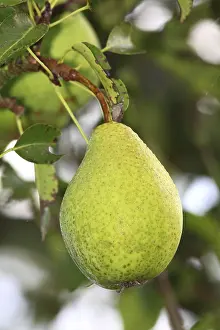 Deciduous Tree Fruit Prints: Untreated pear growing on a tree