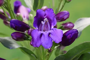 European Plants Prints: Upright bearded thread (Penstemon strictus)