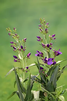 Flowering In Germany Prints: Upright bearded thread (Penstemon strictus)
