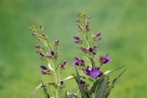 Open Air Blossoms Germany Prints: Upright bearded thread (Penstemon strictus)
