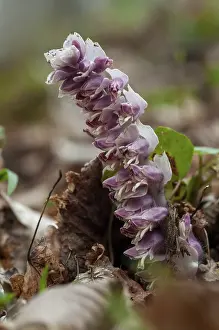Scrophulariaceae Plant Prints: Upright scale root, brown root