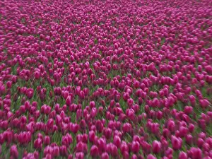 Central Europe Photography Prints: Urk, Netherlands