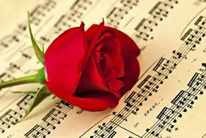Shallow Depth Of Field Flower Prints: Мusical notes and red rose