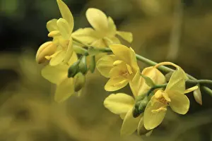Open Air Orchid Blooms Prints: Vanda, Orchidee
