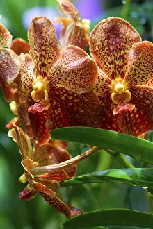Tropical Plant Life Prints: Vanda, Orchidee