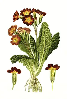 Primula Officinalis Prints: Variabilis, polyanthus, cowslip