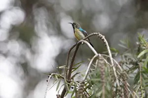Prints of Variable Sunbird (Cinnyris venustus), Musanze or Ruhenegeri, Rwanda Sunbird Prints: Variable Sunbird Print, Musanze Rwanda