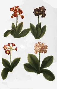 Vernal Blooms Prints: Variants of the least primrose (Primula minima)