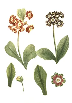 Vernal Blooms Prints: Variants of the least primrose (Primula minima)