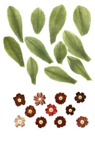 Vernal Blooms Prints: Variants of the least primrose (Primula minima)