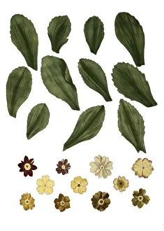Spring Flowers Blooming Prints: Variants of the least primrose (Primula minima)