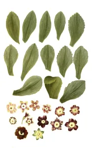 Vernal Blooms Prints: Variants of the least primrose (Primula minima)