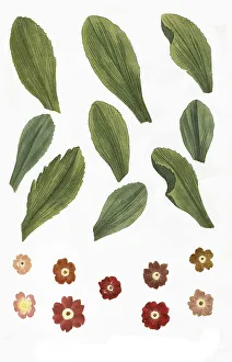 Primulaceae Family Plants Prints: Variants of the least primrose (Primula minima)