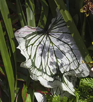 Variegated Leaf Prints: Variegated leaf