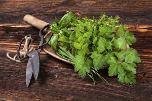 Aromatic Herbs Prints: Various aromatic culinary herbs