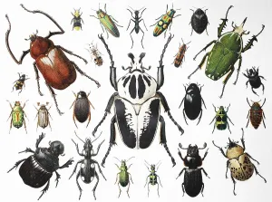 1895 German Beetle Print