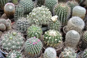 Prickly Plant Images Prints: Various cactuses (Cactaceae)