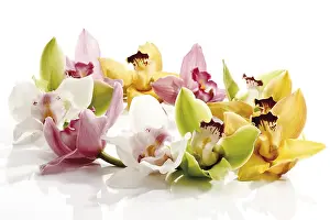 Colorful Blossoms Prints: Various coloured Orchids