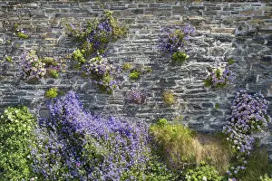 Port Isaac Prints: Colourful Flowers in Port Isaac Stone Wall Print
