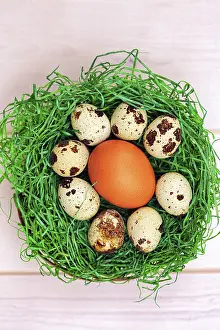 Prints of Various eggs in a green Easter nest, egg from domestic chicken, eggs from common quail (Coturnix coturnix), decoration Common Quail Prints: Various Eggs in a Green Easter Nest Print