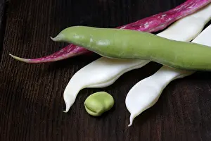 Vegetable Diversity Prints: Various garden beans, Coco bean