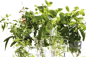 Indoor Plants Prints: Various kitchen herbs