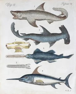 Hand Coloured Copper Engraving Prints: Various predatory fish, hand coloured copper engraving from Friedrich Justin Bertuch picture book for children