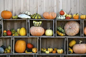 Decorative Pumpkins Prints: Various pumpkins exhibited in boxes