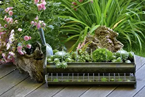 Uninhabited Outdoor Space Prints: Various root on the terrace