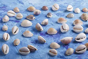 Blue Concrete Background Prints: Various seashells pattern on a blue concrete background