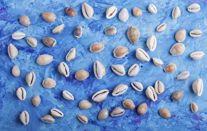 Blue Concrete Background Prints: Various seashells pattern on a blue concrete background