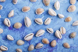 Flat Lay Concept Image Prints: Various seashells pattern on a blue concrete background