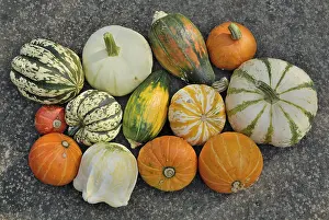 Squash Varieties Prints: Various squashes on a slab