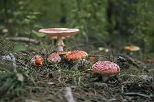 Fly Agaric Images Prints: Various toadstools on a forest floor covered with moss and needles