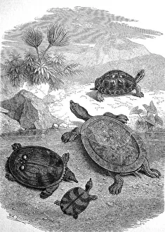 Turtles on Java Beach Print, circa 1880