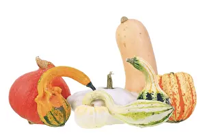 Japanese Food Still Life Prints: Various types of squashes or pumpkins