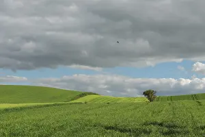 Cloudy Atmosphere Prints: Vast green fields stretch under a dramatic sky with gray clouds