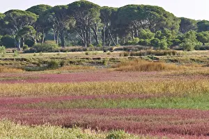 Southeast Europe Nature Scenery Prints: Vast landscape with an array of trees and multi-coloured vegetation