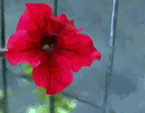 Digital Art Illustration Prints: Vector brush paining of a red flower