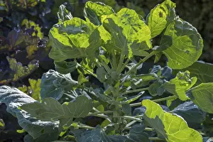 Central European Vegetables Prints: Vegetable cabbage (Brassica oleracea) on a vegetable patch