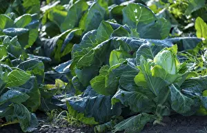 Vegetable Field Prints: Vegetable field with pointed cabbage