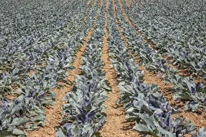 Red Cabbage Field Prints: Vegetable field with red cabbage