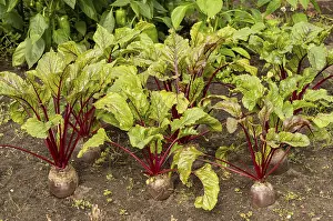 Images Dated 7th August 2024: Beetroot Print