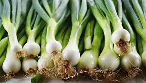 Bulb Vegetable Images Prints: Vegetable, spring onion or spring onion