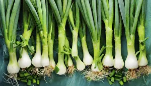 Garden Produce Images Prints: Vegetable, spring onion or spring onion