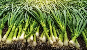 Middle Franconia Landscape Prints: Vegetable, spring onion or spring onion