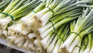 Spring Onion Prints: Vegetable, spring onion or spring onion
