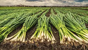 Spring Onion Prints: Vegetable, spring onion or spring onion