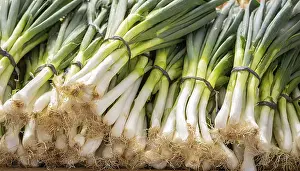 Spring Onion Prints: Vegetable, spring onion or spring onion